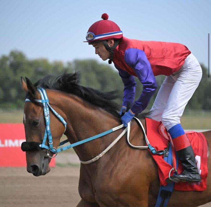 Тренинг и содержание лошадей