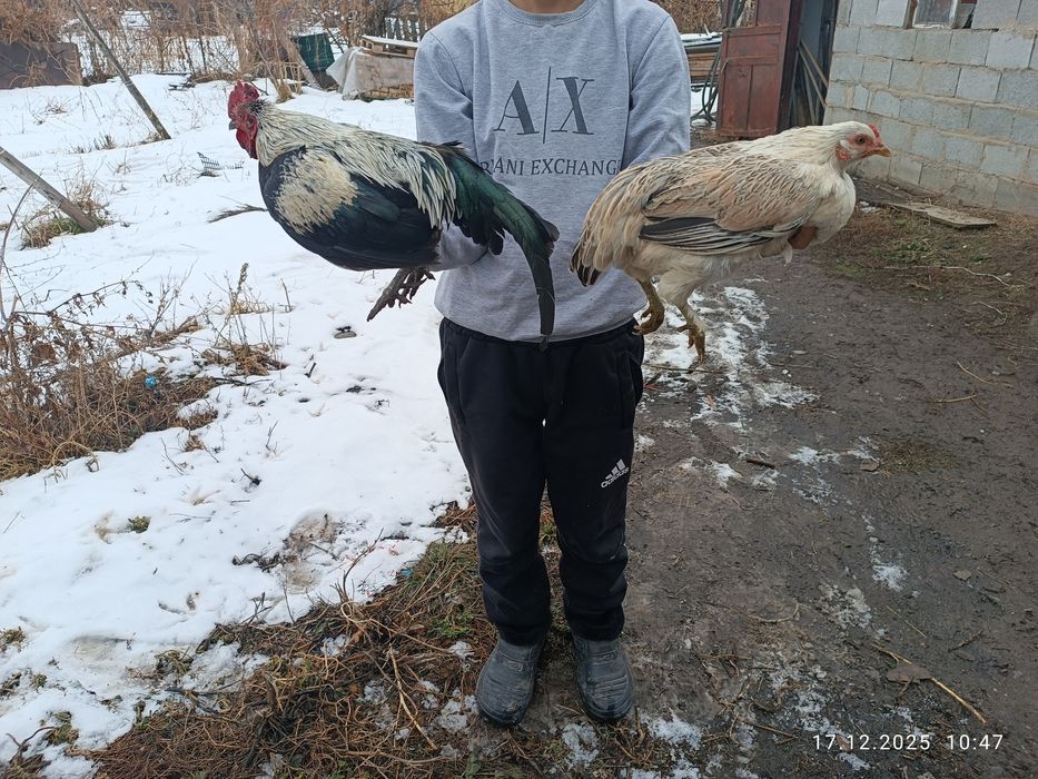 Два красивых карлика парочка