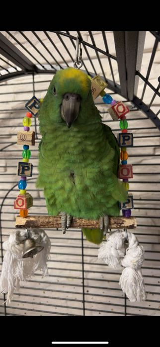 Синьочела амазона