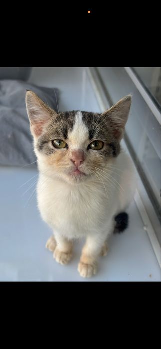 Женско коте на три месеца, търси дом