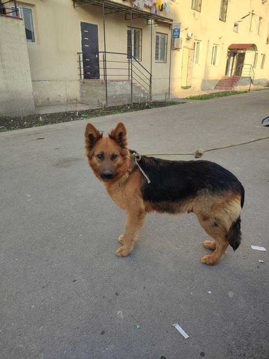 Nemis Afcharkalar bor sotiladi