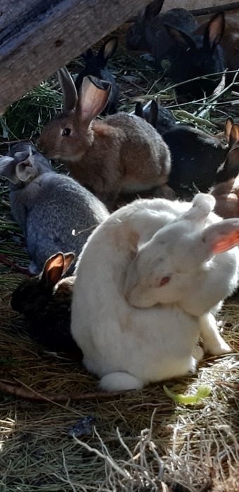 Кролики домашние