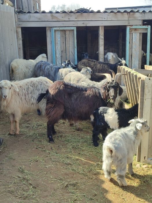 Коза с 2 козленком