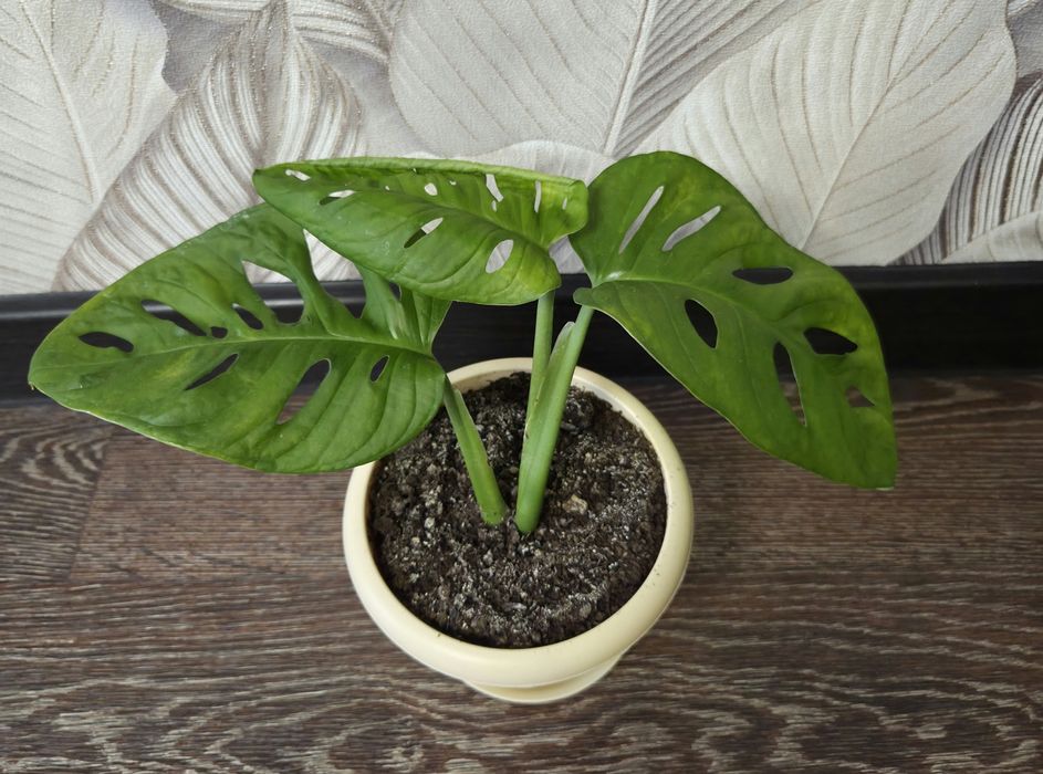 Продам комнатные растения.