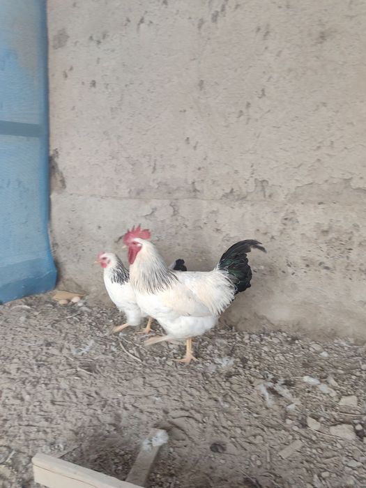 Адлер серебристый линия киргиз тухум хамда жужасига заказ оламиз