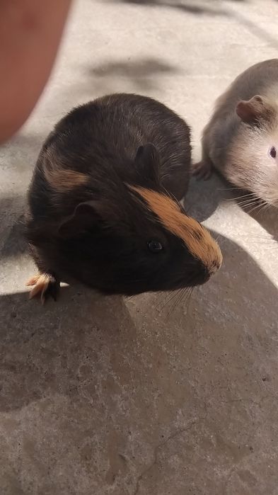Porcușor de guinea