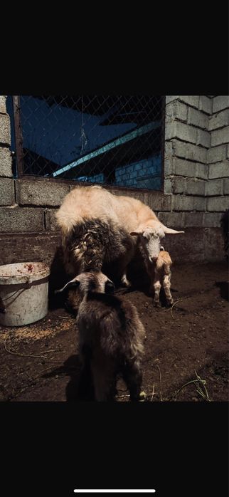 Сүтті ешкілер лағымен