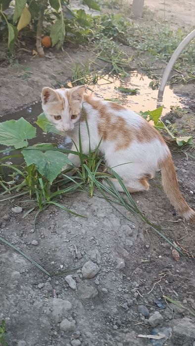 Отдам в хорошие руки