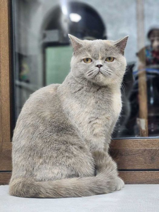 Продаются породистые котята