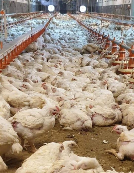 Pui Alb de carne Pui rasă mixtă Porumbac și roșu Kabir