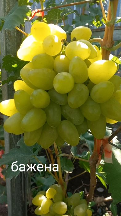 Продам черенки и саженцы винограда