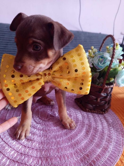 Кутрета сладки мъничета