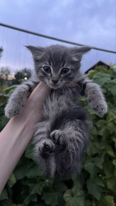 Котята мальчики | 2 месяца