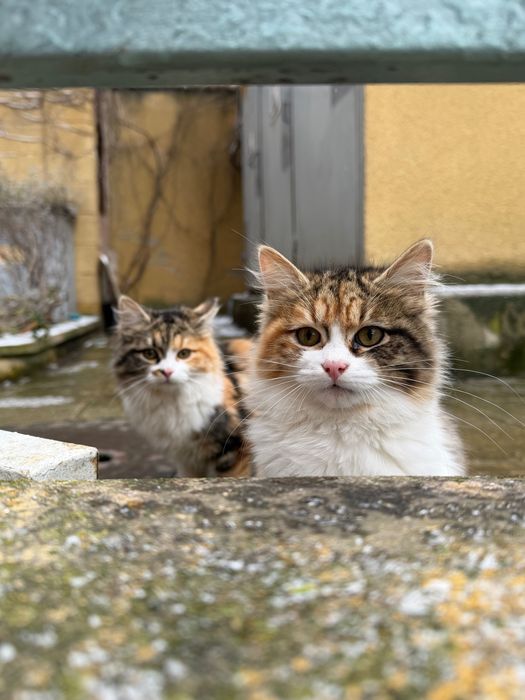 Восхитителни котенца!