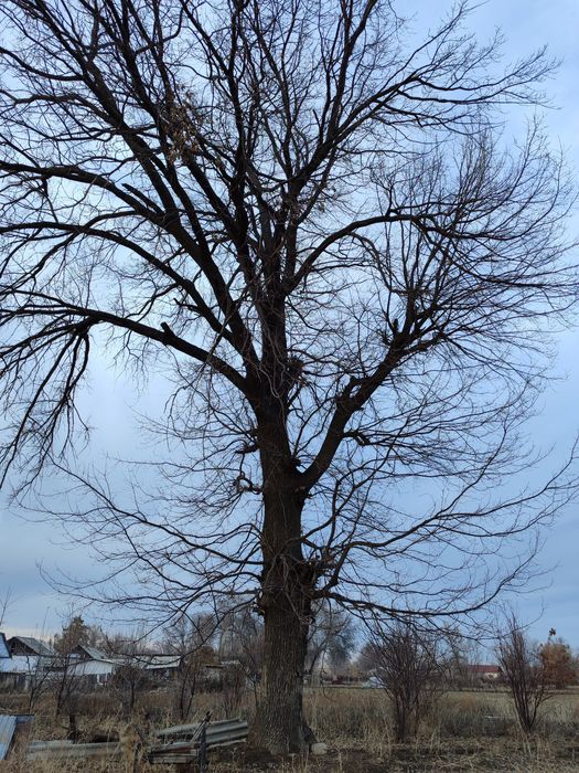 Дуб большой пишите