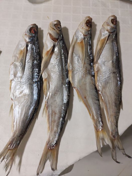 Атырауская рыба, жерех, рыбец, вобла, чехонь