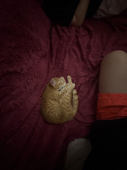 Отдадим в хорошие руки