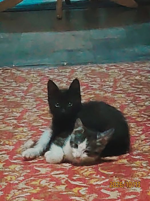 Отдам котят в добрые руки