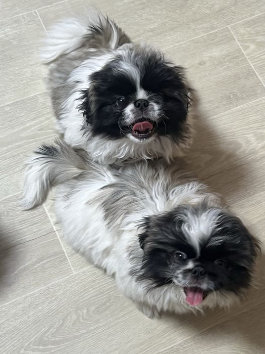 Продам щенка пекинеса