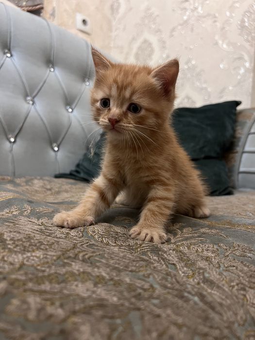 Котятки ищут хозяев