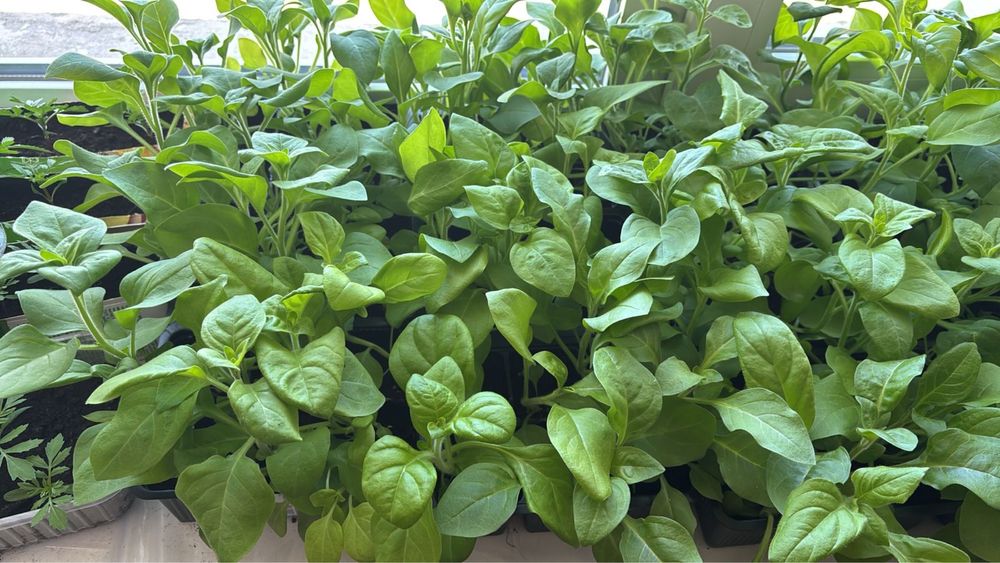 Продам петуньи домашние