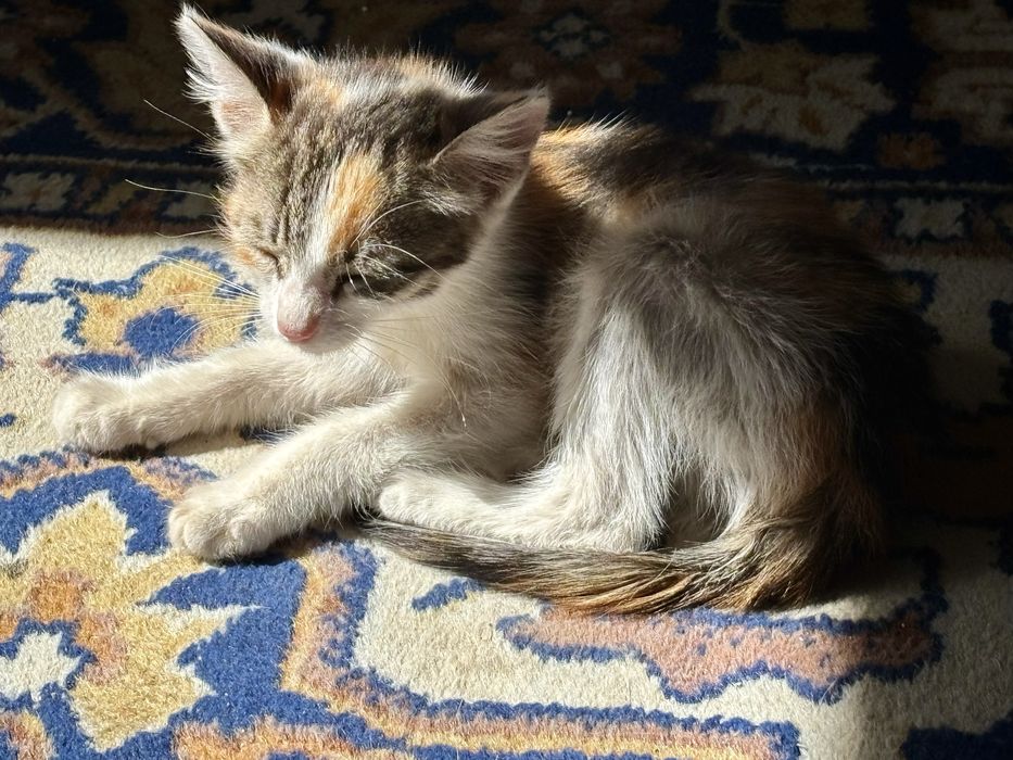 Котенок в добрые руки ищет дом !