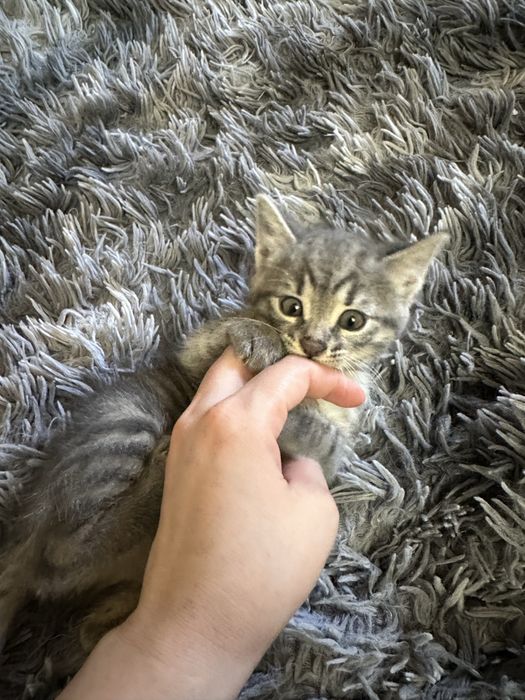 Котёнок в добрые руки. Мушукча хадияга берилади