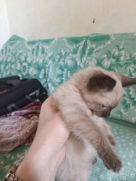 Продаю котят сиамских