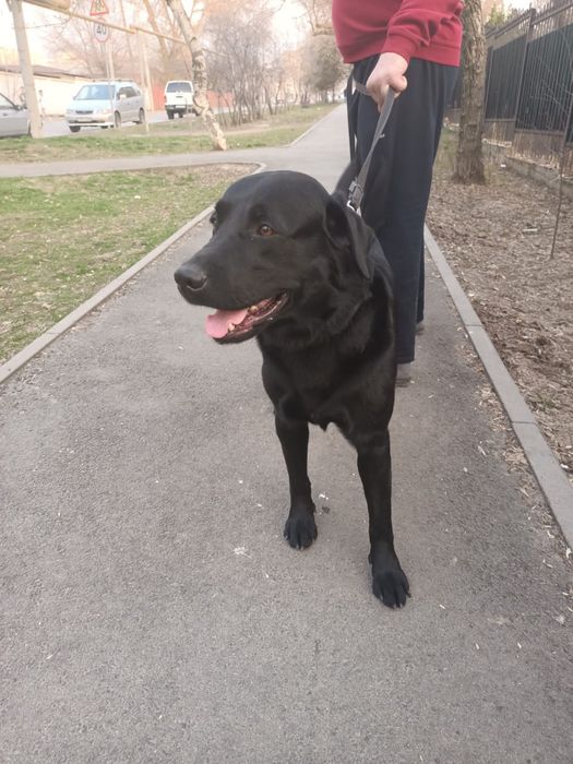 Лабрадор на случку вязку. Случка вязка. Кобель 15 тыс