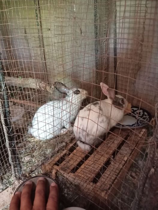 Ayol quyonla sotiladi