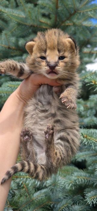 Сервал . Кошечка . Чистокровная