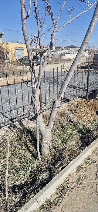 Отдам деревья самовывоз