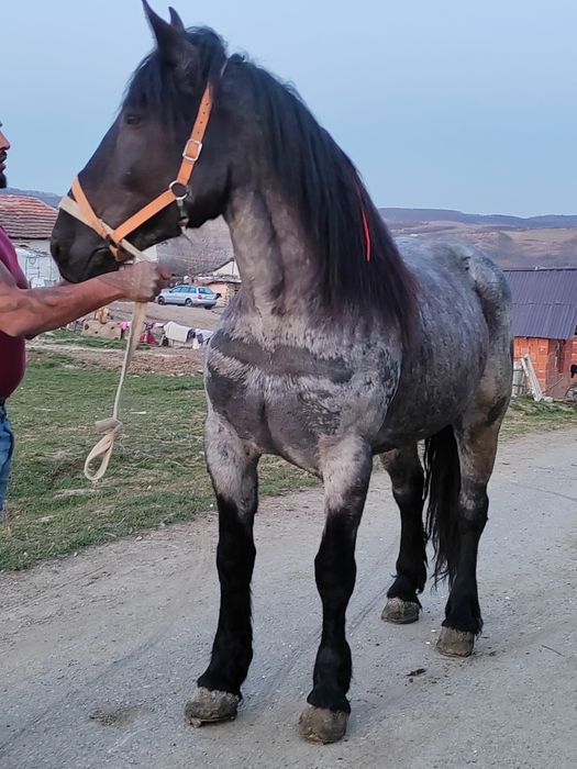 Vând manza de 4 ani