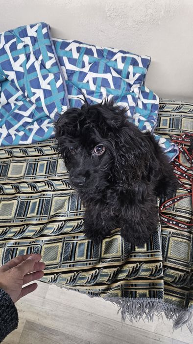 Американский хоккер