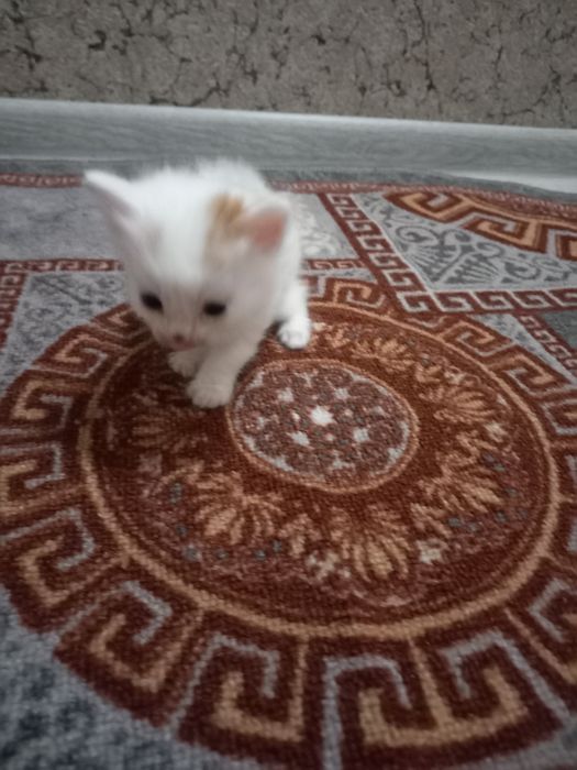 Бесплатно котята