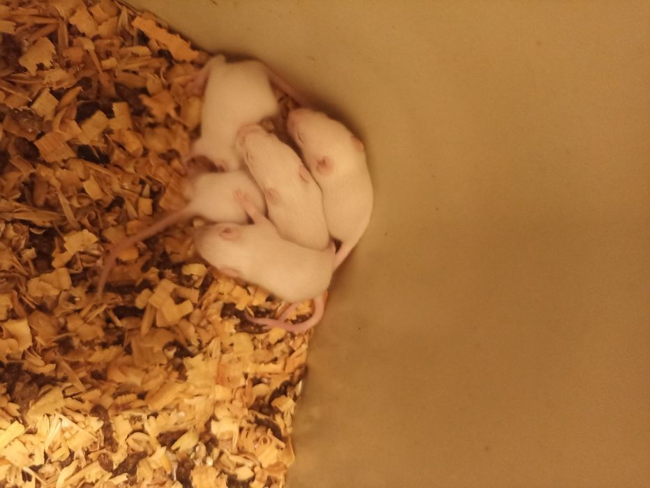 Мыши лабораторные.