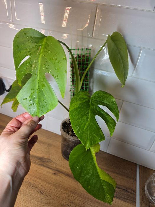 Монстера Грин он Грин Monstera 'Green on Green'