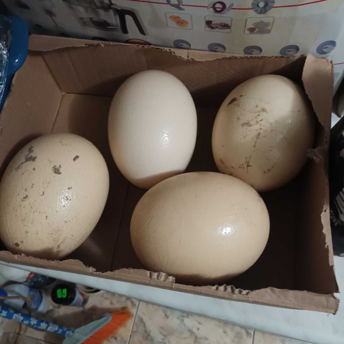 Struti pentru reproducere sau sacrificat