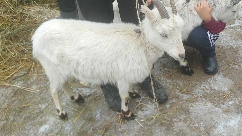 Продам срочно сатамын