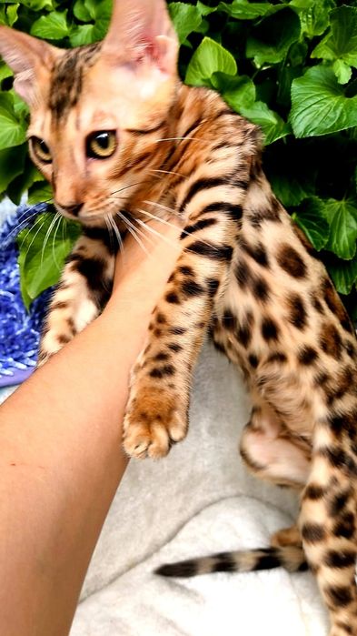 Бенгальские Котята с  ЛЕО - ПРИНТОМ