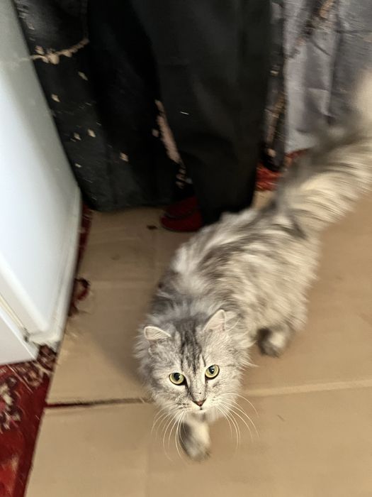 Котенок бесплатно