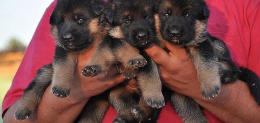 Щенки немецкой овчарки