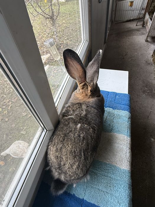 Vand iepuri Urias German