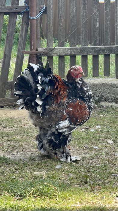 De vânzare brahma portelan