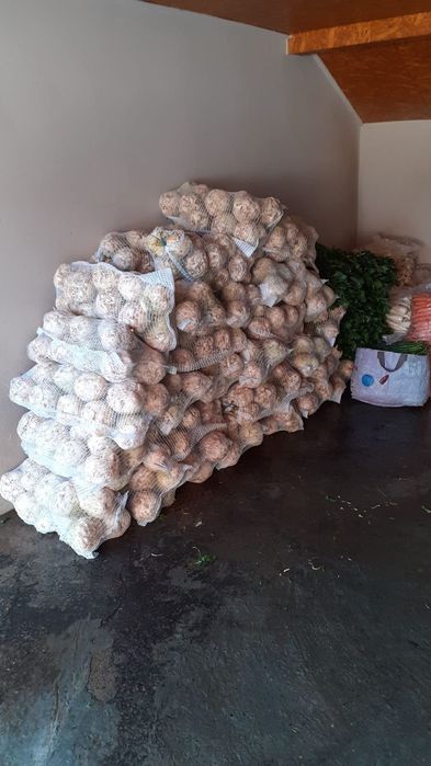 Vand telina de radacina