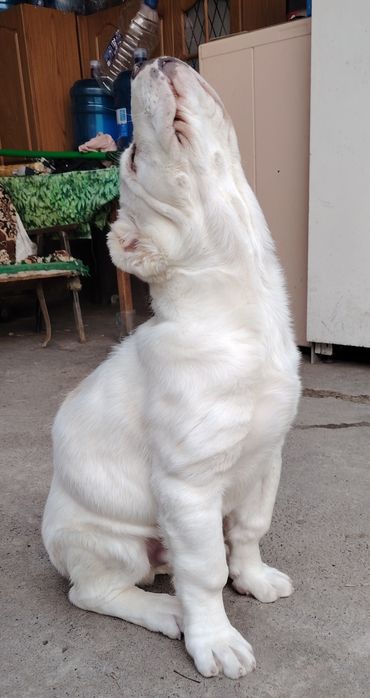 Продаются щенки алабая