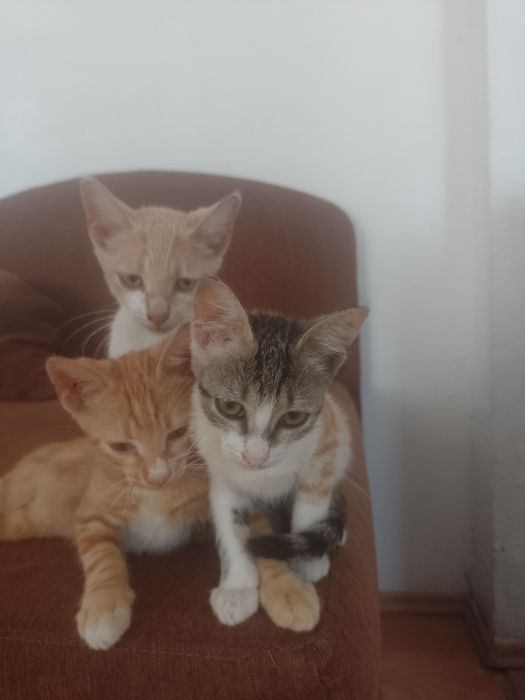 3 Pisoi  2 motanei si o pisicuta