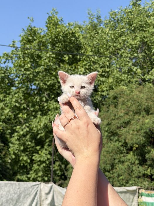 Котята бесплатно