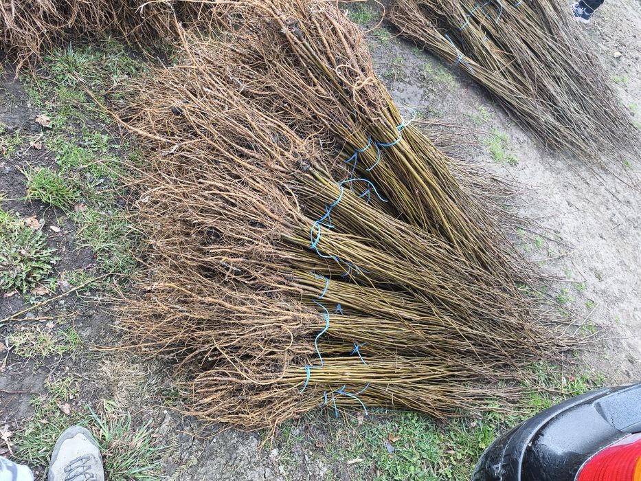 Puieți salcâm la preț redus.30 bani