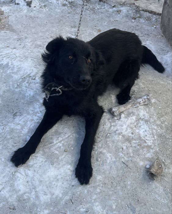 отдам в добрые руки